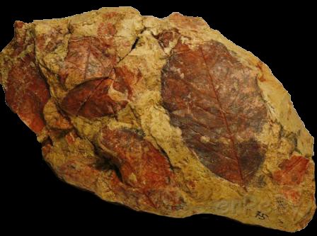 Paleobotanica -foglia fossile 1.jpg